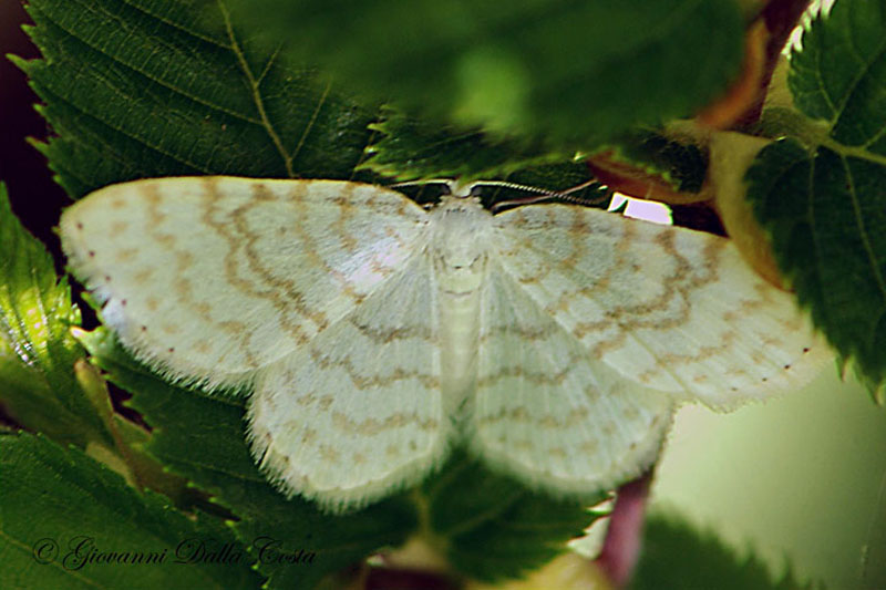 Asthena albulata